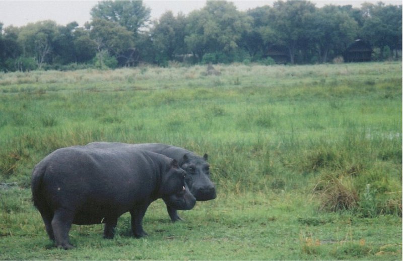 botswana hippo friendly
