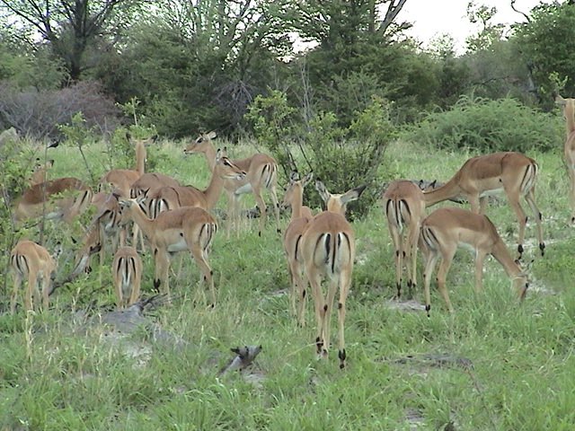 botswana impala herd d