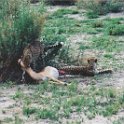 botswana cheetah kill2
