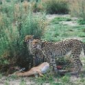 botswana cheetah kill3