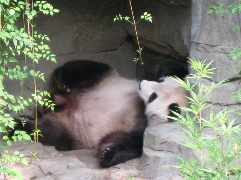 washington 2008 0044