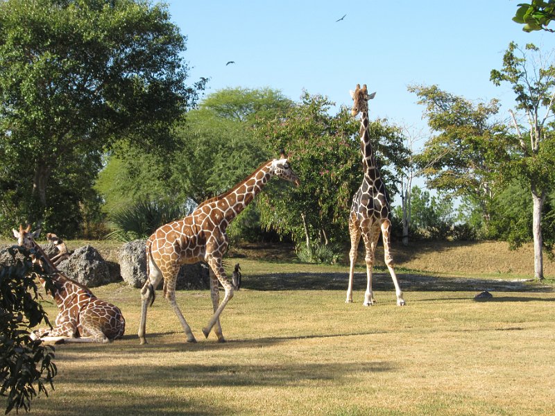 Florida Dec 2010 0097