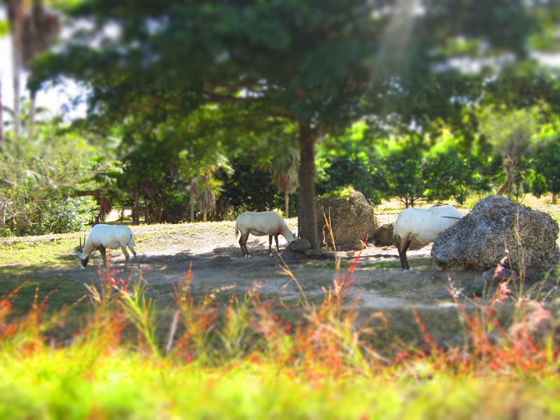 Florida Dec 2010 0121