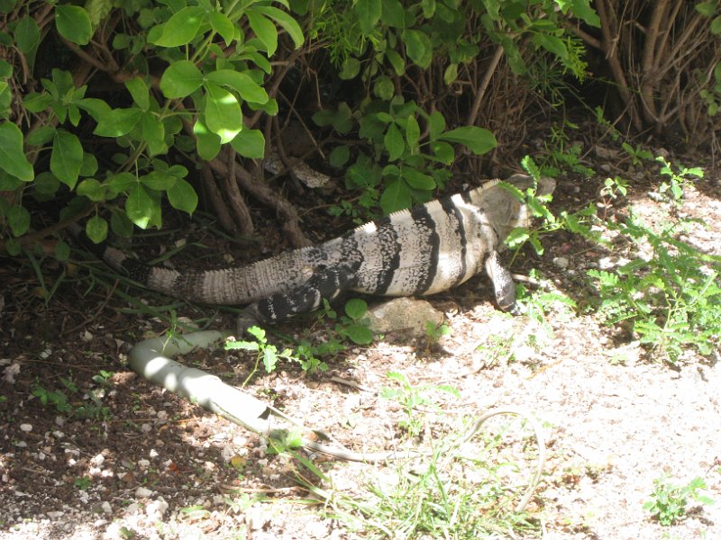 Mexico July 2010 0025