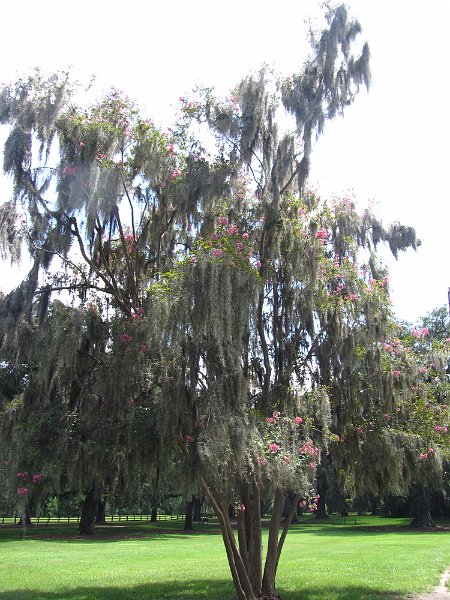 South Caroline Aug2012 0260