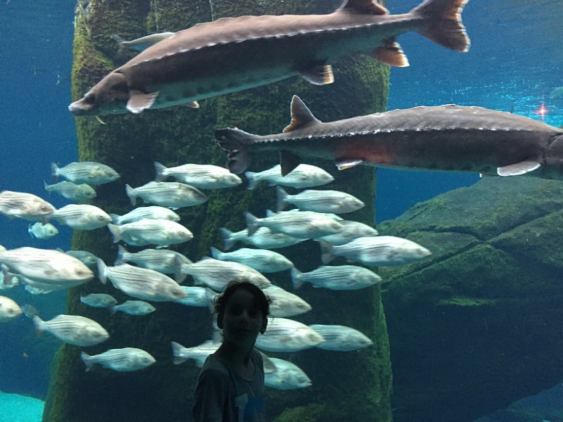 Montreal Canada Day Jul2016 0112