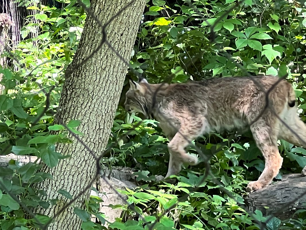 Zoo_Ecomuseum_Jun2022 (13)