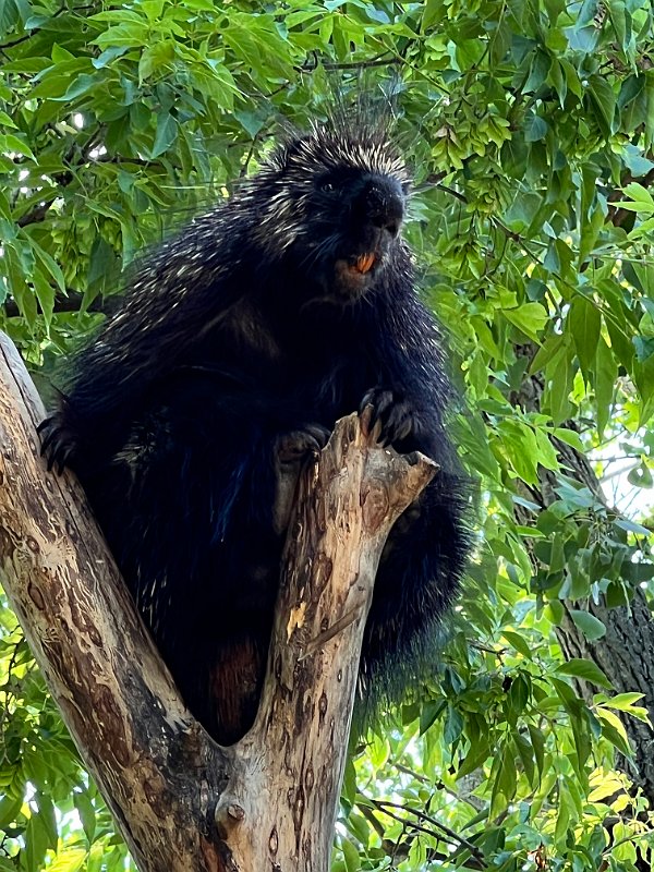 Zoo_Ecomuseum_Jun2022 (18)