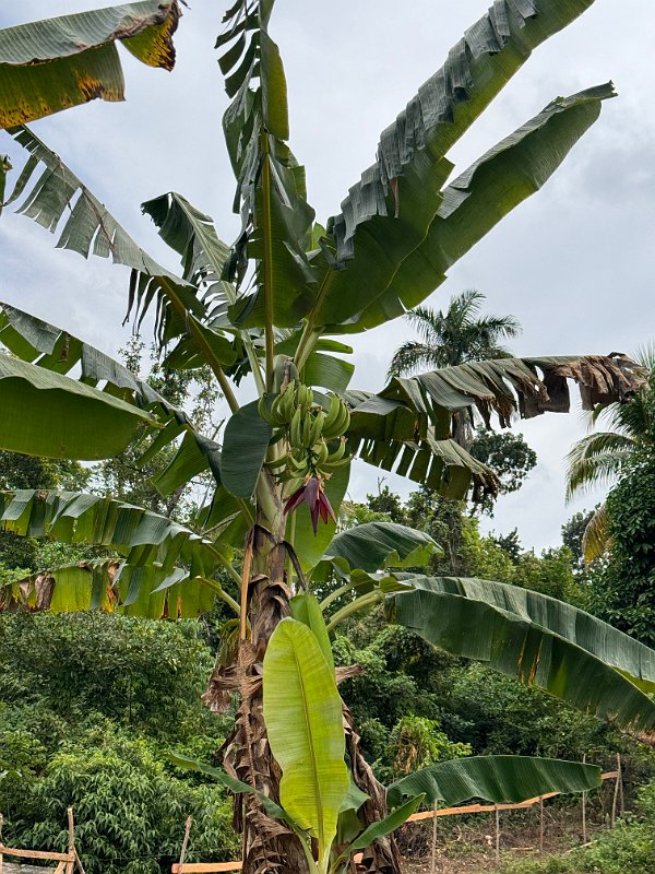 Jamaica_Dec2023 (43)