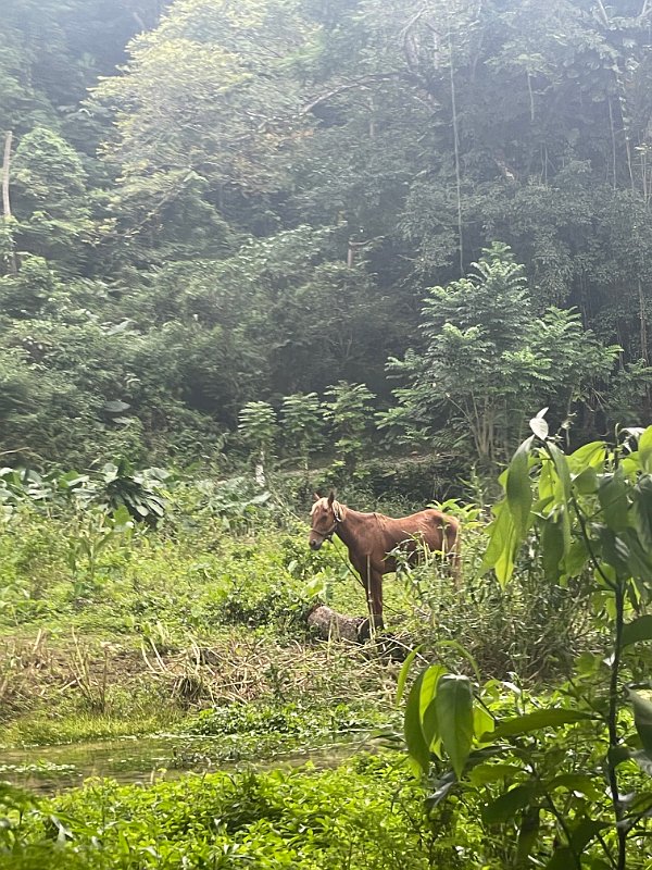 Jamaica_Dec2023 (87)