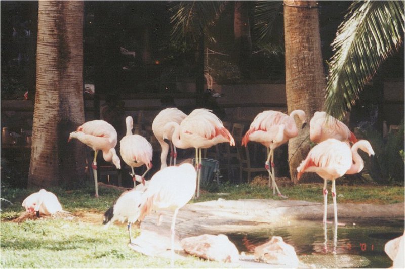 vegas flamingos