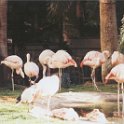 vegas flamingos