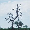 botswana birds tree