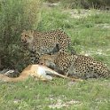 botswana cheeta kill1 d