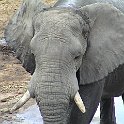 botswana elephant2 d