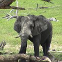 botswana elephant d