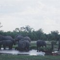 botswana elephants waterhole1
