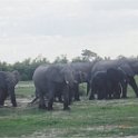 botswana elephants waterhole2