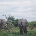 botswana elephants waterhole3