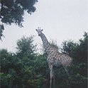 botswana giraffe