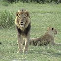botswana lion d