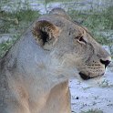 botswana lioness d