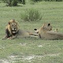 botswana lions d