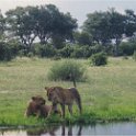botswana lions waterhole1