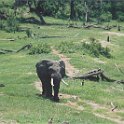 botswana savute elephant