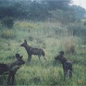 botswana wild dogs