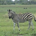 botswana zebra d