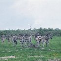 botswana zebra herd