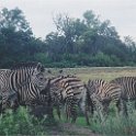 botswana zebra herd2