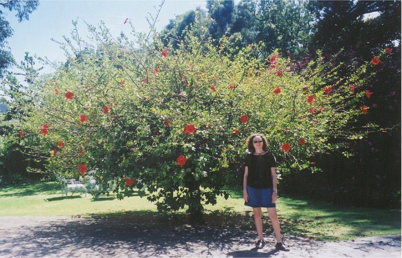 capetown lisa mountnelson garden