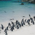 capetown penguins