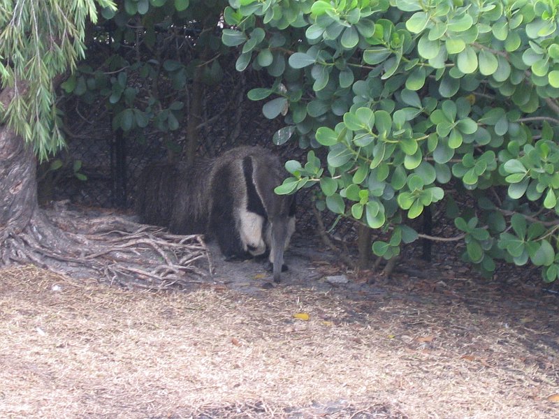 florida 2008 0081