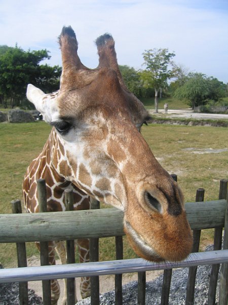 florida 2008 0363