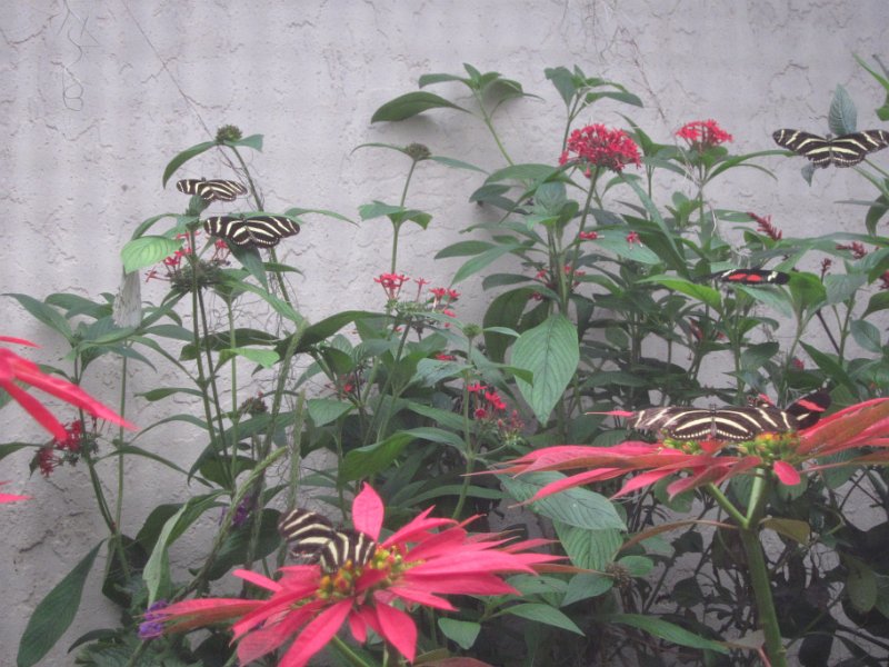 Florida Dec 2010 0049