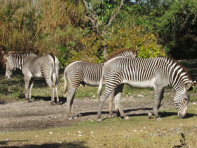 Florida Dec 2010 0103