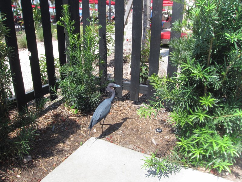 Club Med May2011 0006