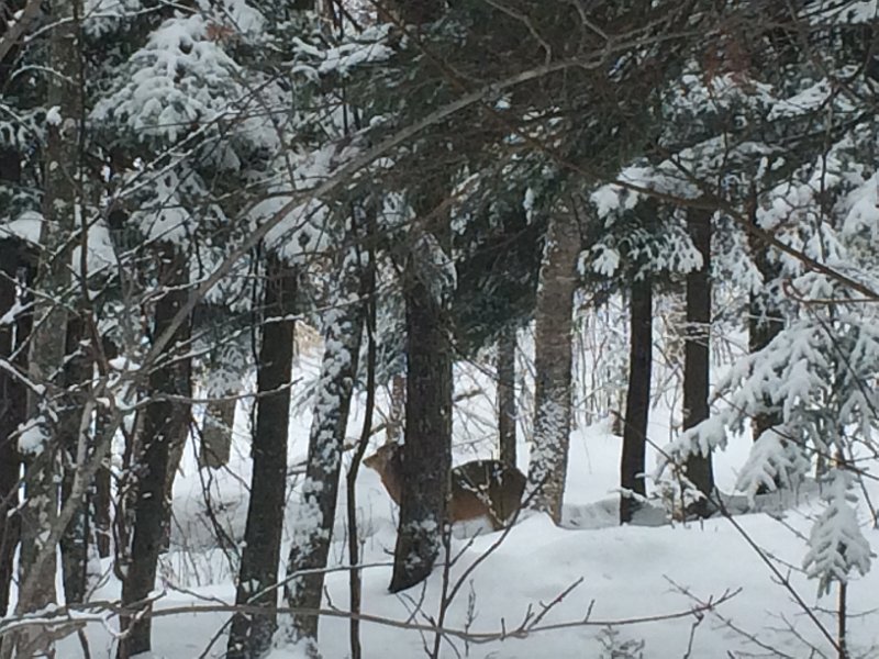Tremblant Mar2015 0015