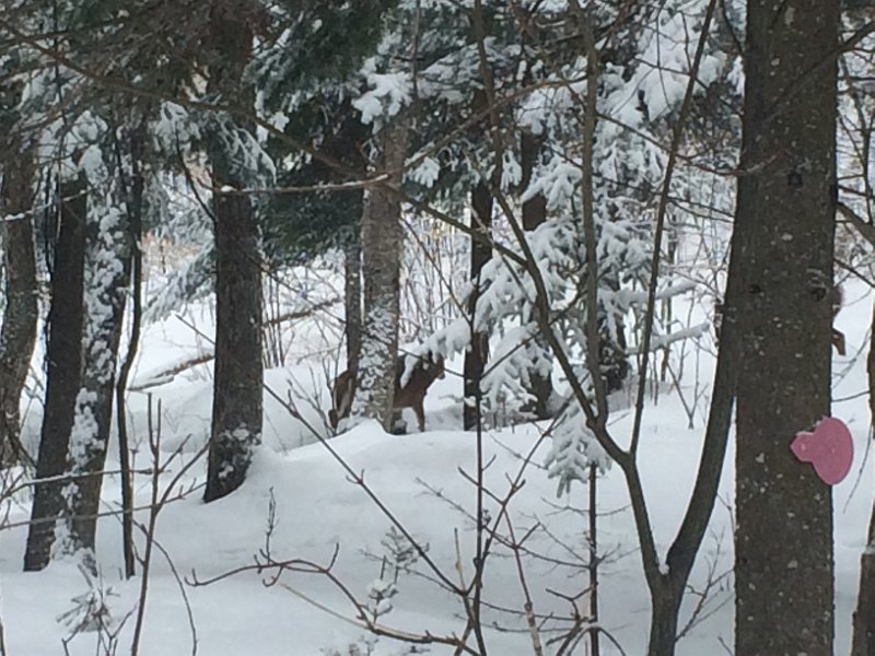 Tremblant Mar2015 0017