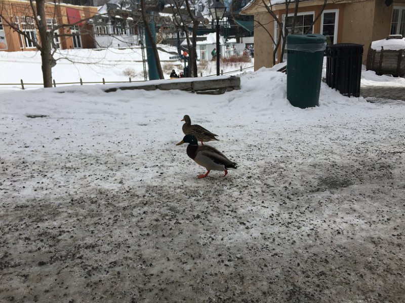 Tremblant Mar2015 0031