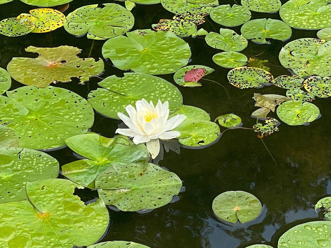 Cottage_July2020_0033