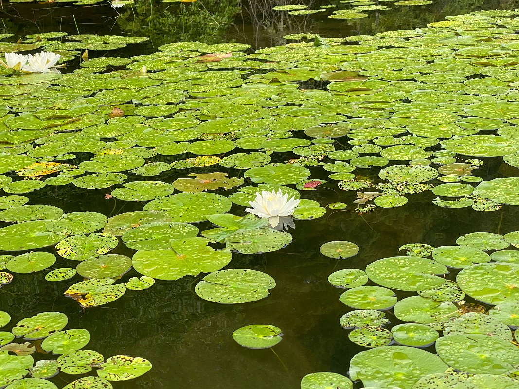 Cottage_July2020_0034