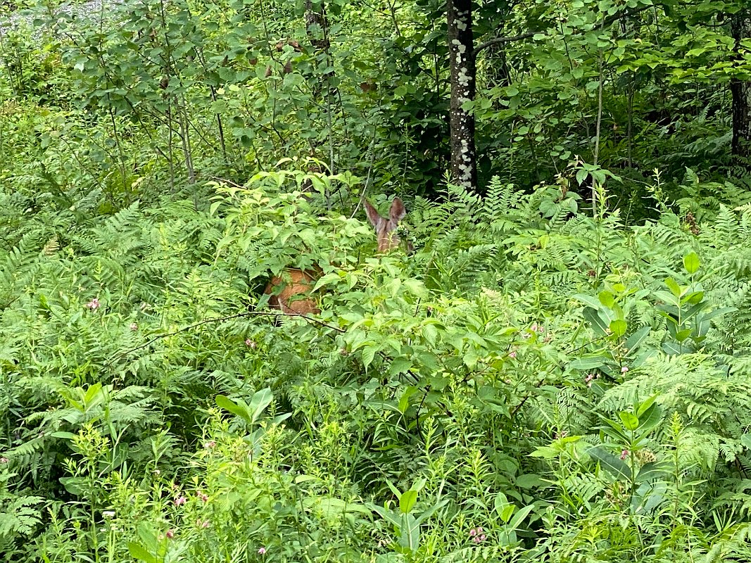 Cottage_July2020_0130