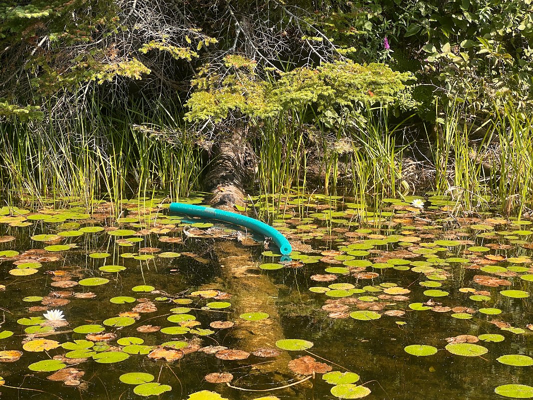 Cottage_Aug2022 (64)