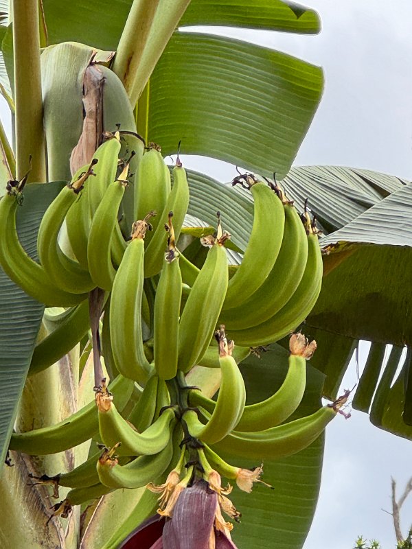 Jamaica_Dec2023 (44)