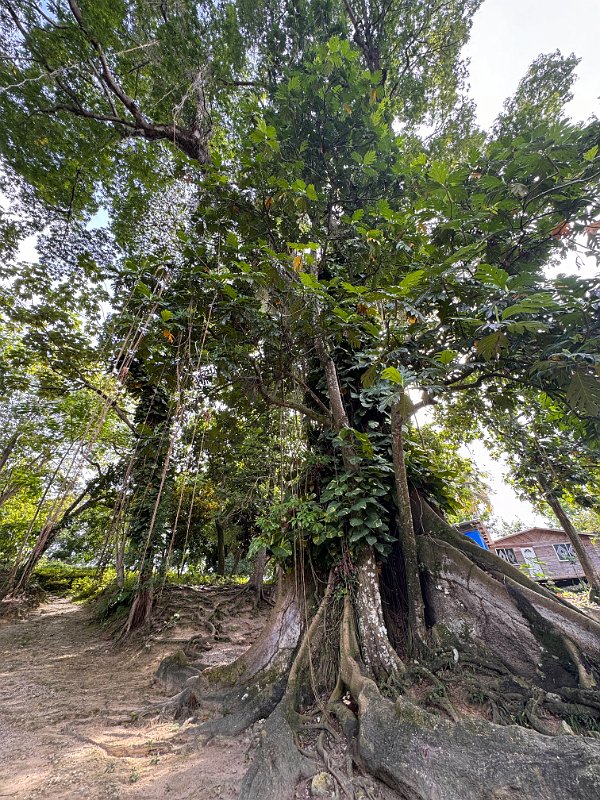 Jamaica_Dec2023 (68)