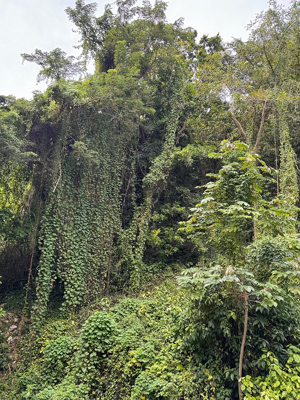 Jamaica_Dec2023 (71)